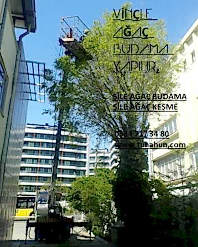 şile ağaç budama, şile ağaç kesimi