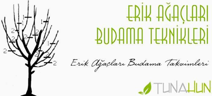Erik Ağaçları Budama Takvimleri