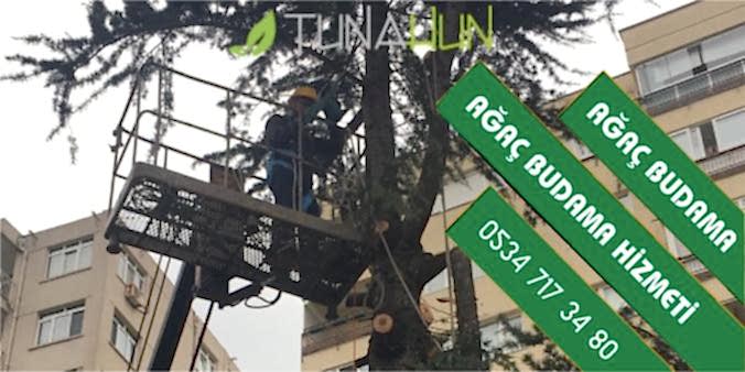 ağaç budama istanbul, budama firması